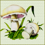 аватарка грибы 150×150 px