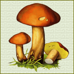 аватарка грибы 150×150 px
