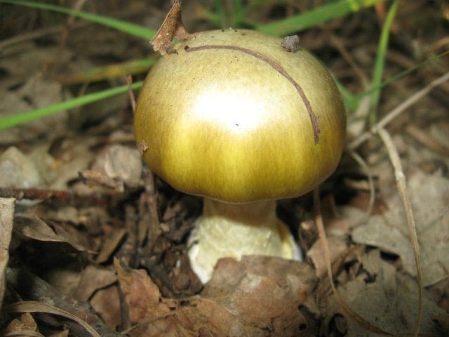 Бледная поганка смертельно ядовитый гриб