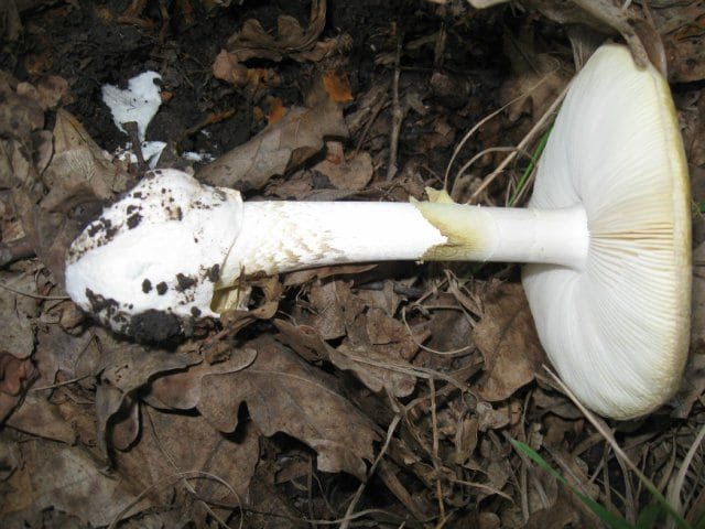 Бледная поганка смертельно ядовитый гриб