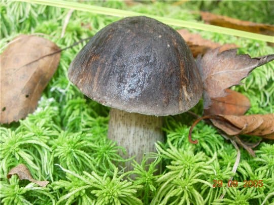 Подберезовик обыкновенный - съедобный гриб
