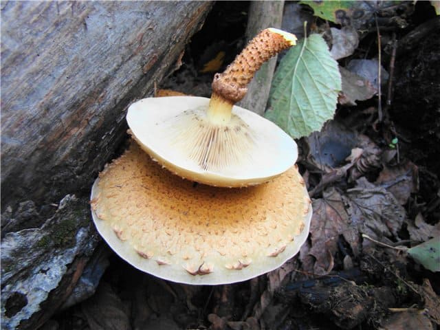Чешуйчатка обыкновенная - съедобный гриб
