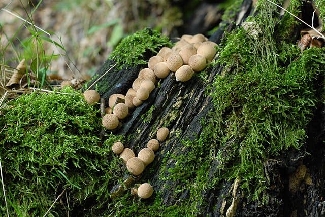 Дождевик грушевидный - съедобный гриб