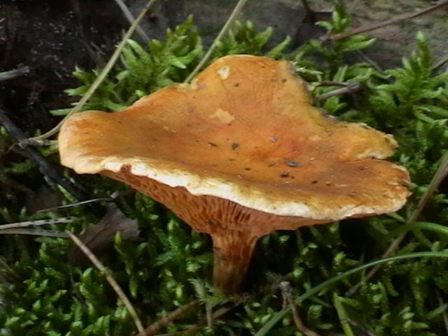 Лисичка ложная съедобный гриб