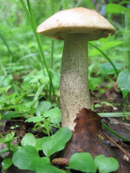 Подберезовик обыкновенный - съедобный гриб