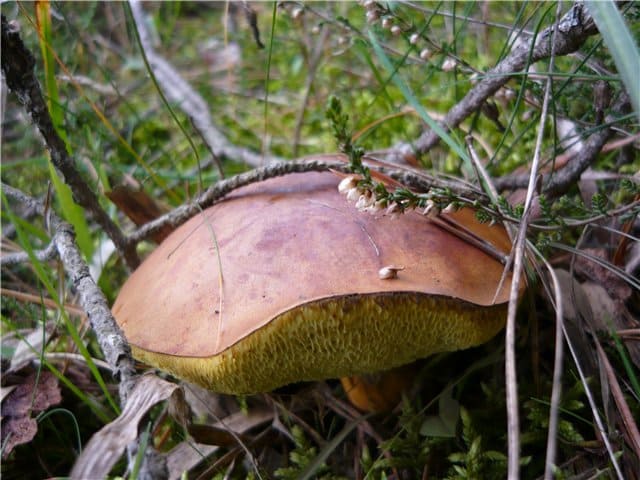 Польский гриб или Каштановый моховик - съедобный гриб