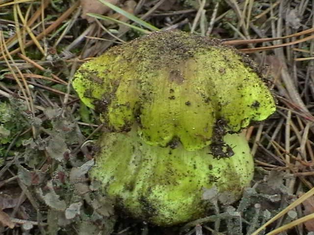 Рядовка зеленая - Зеленушка - Зелёнка - съедобный гриб