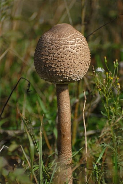 Гриб зонтик пестрый - съедобный гриб