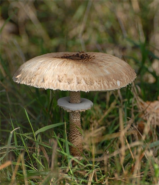 Гриб зонтик пестрый - съедобный гриб