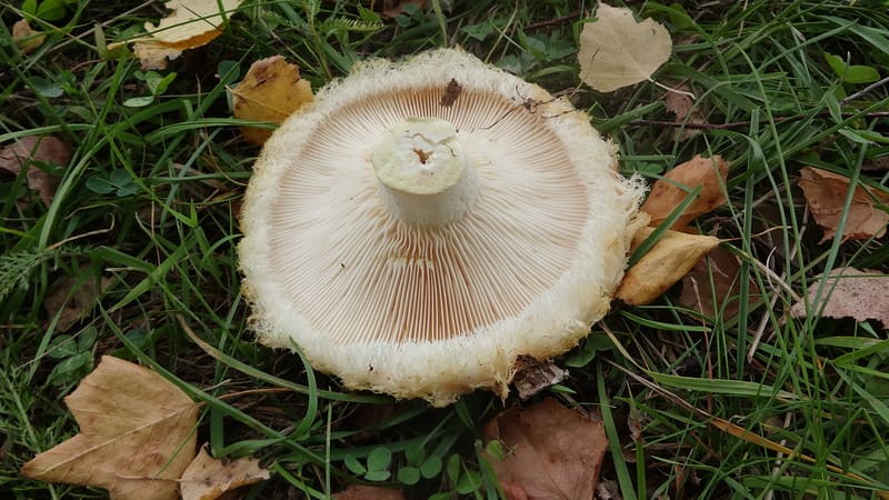Груздь белый настоящий - съедобный гриб