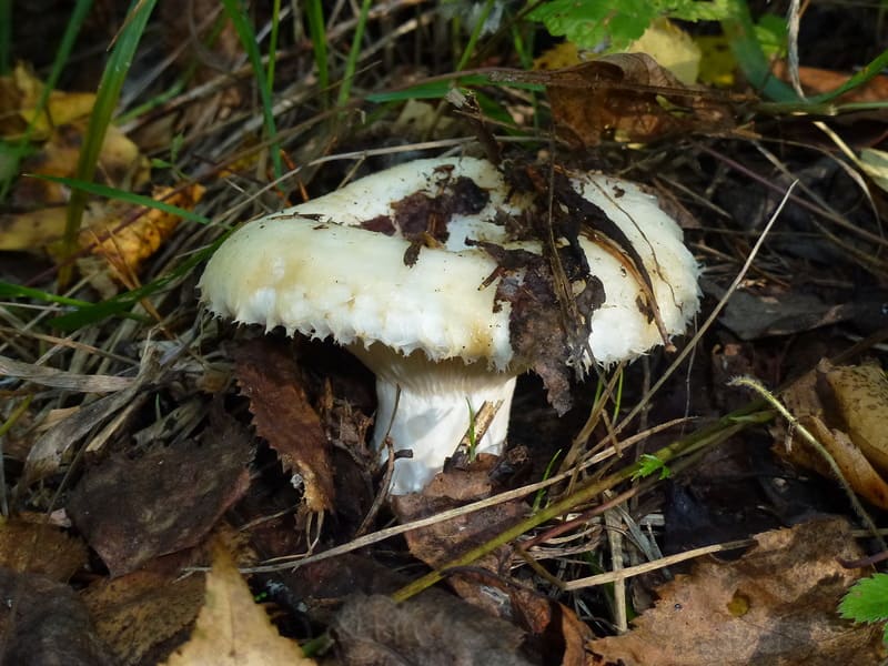 Груздь белый настоящий - съедобный гриб