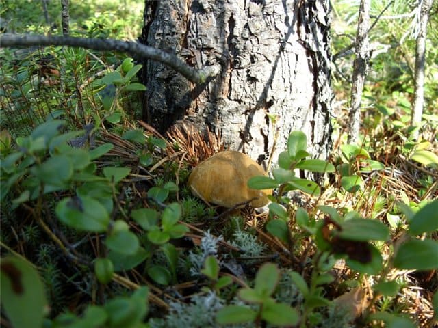 Моховик желто-бурый - съедобный гриб