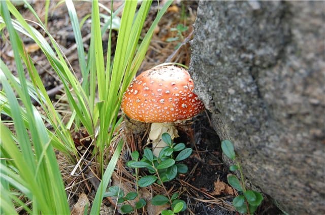 Мухомор красный - ядовитый гриб