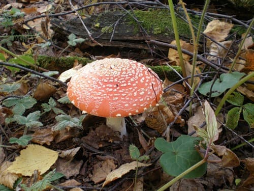 Мухомор красный - ядовитый гриб