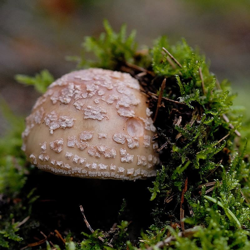 Мухомор серо-розовый - съедобный гриб