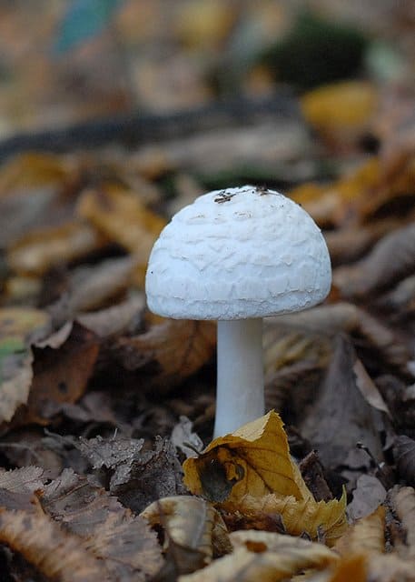 Мухомор вонючий, или белая поганка - смертельно ядовитый гриб