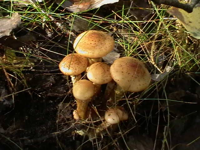 Опенок настоящий (осенний) съедобный гриб