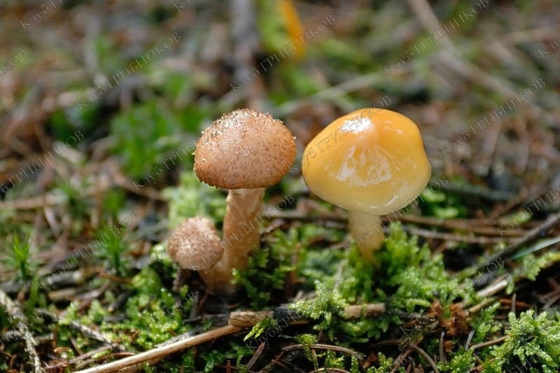 Опенок осенний съедобный гриб