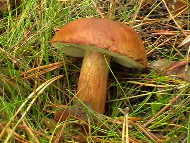 Польский гриб или Каштановый моховик - съедобный гриб