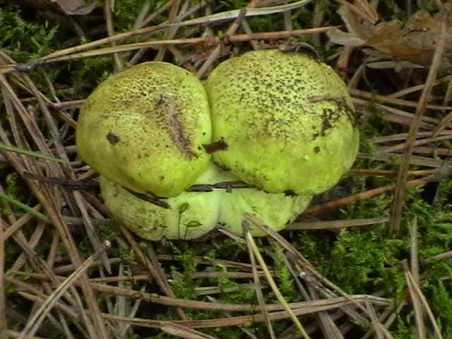 Рядовка зеленая - Зеленушка - Зелёнка - съедобный гриб