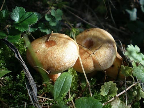 Рыжик боровой - съедобный гриб