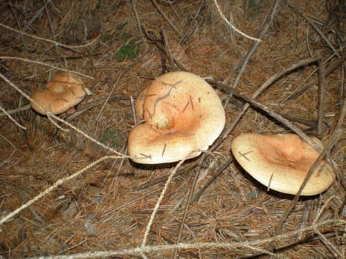 Рыжик сосновый - съедобный гриб