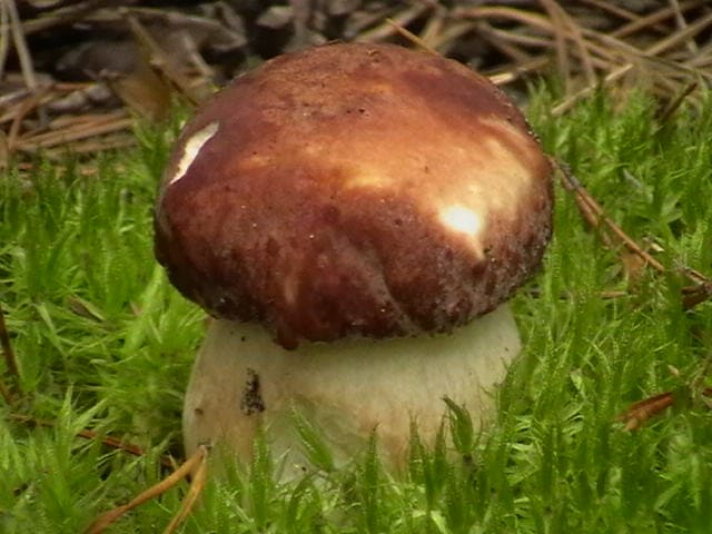 Белый гриб буроголовый