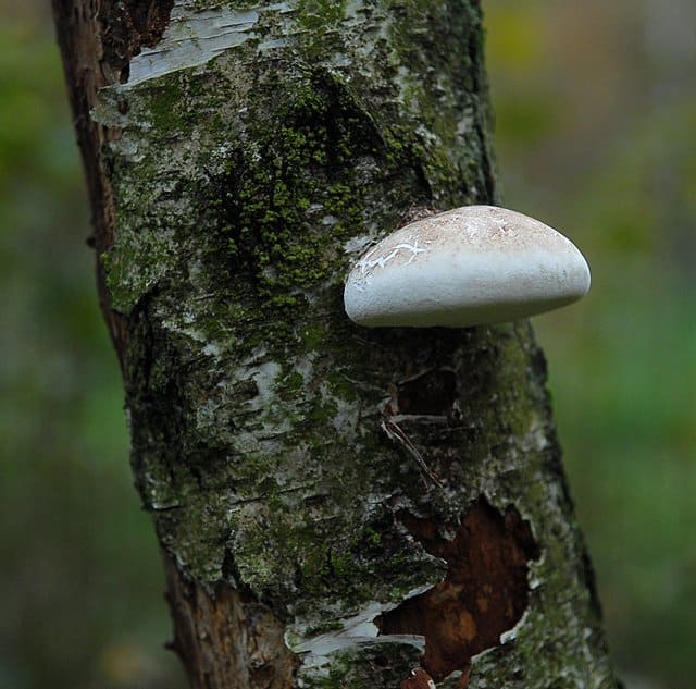 Трутовик березовый - несъедобный гриб