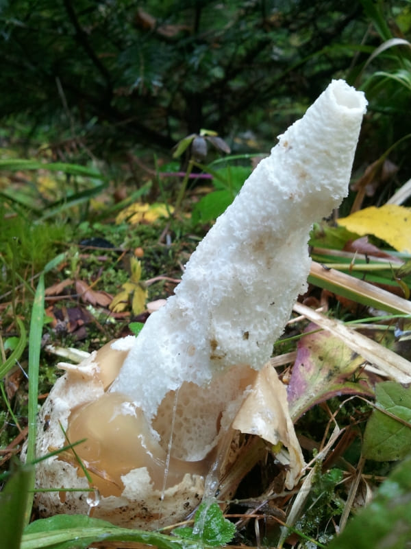 Весёлка обыкновенная - условно-съедобный гриб