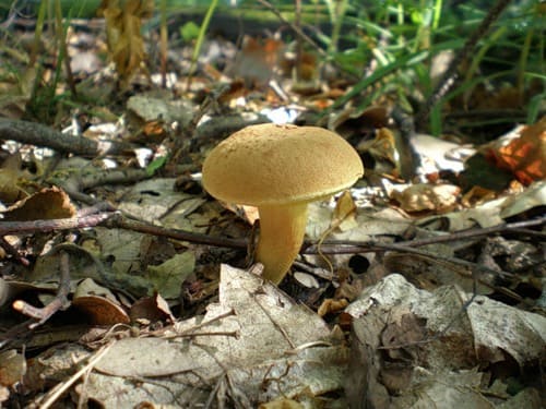 Моховик зеленый съедобный гриб