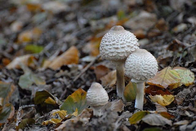 Гриб-зонтик краснеющий - съедобный гриб