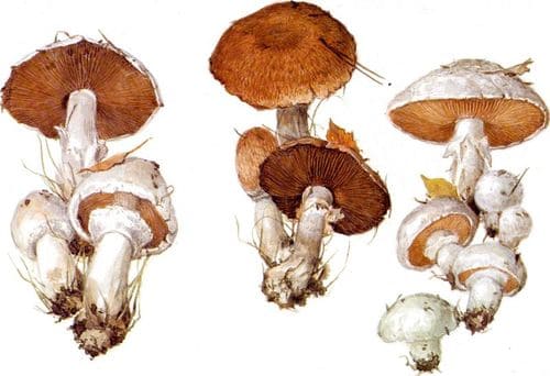 съедобные грибы Шампиньоны