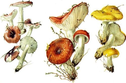 съедобные грибы Сыроежки
