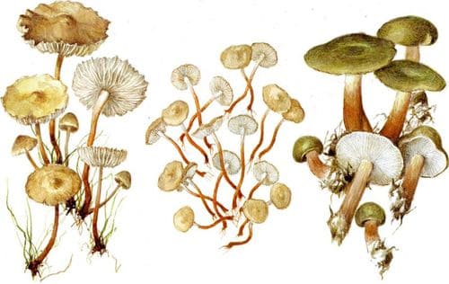 съедобные грибы Негниючники и коллибия масляная