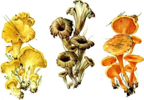 съедобные грибы Лисички