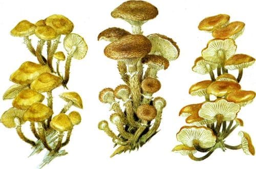 съедобные грибы Опята