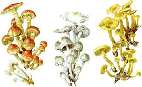  грибы Ложные опята