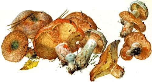 съедобные грибы Рыжики