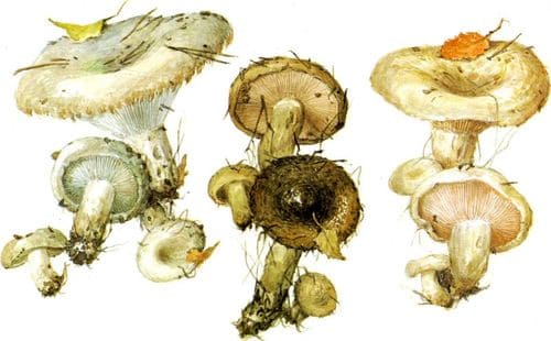 съедобные грибы Грузди
