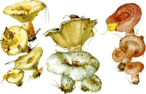 съедобные грибы Волнушки и скрипица