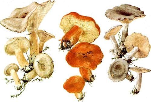 съедобные грибы Малоизвестные съедобные млечники