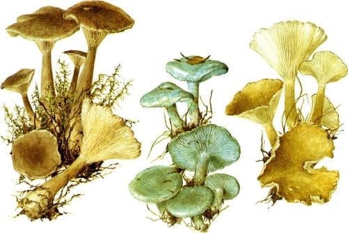 съедобные грибы Говорушки