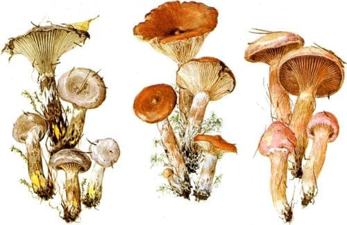 съедобные грибы Мокрухи и горькушка