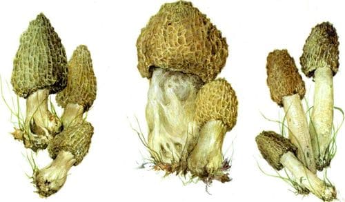 съедобные грибы Сморчки