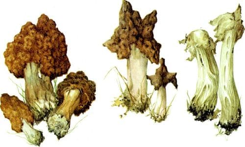съедобные грибы Строчки и лопастник