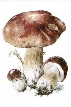 съедобные грибы Белый гриб