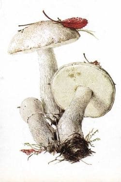 съедобные грибы Осиновик белый