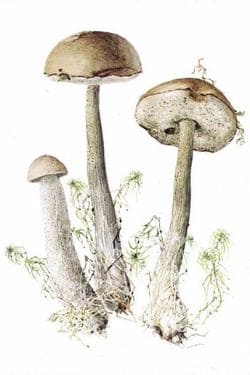 съедобные грибы Березовик болотный