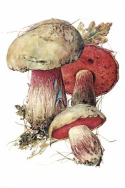 съедобные грибы Дубовик обыкновенный