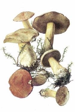 съедобные грибы Моховик желто-бурый